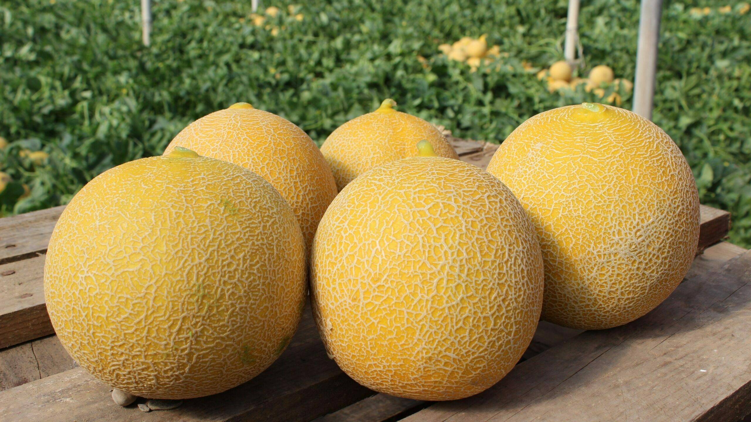 semillas-fito-melones-almeria-Mojacar-Indurain|semillas-fito-MOJACAR-GALIA|INDURAIN (3)|semillas-fito-melones-almeria-Mojacar-Indurain